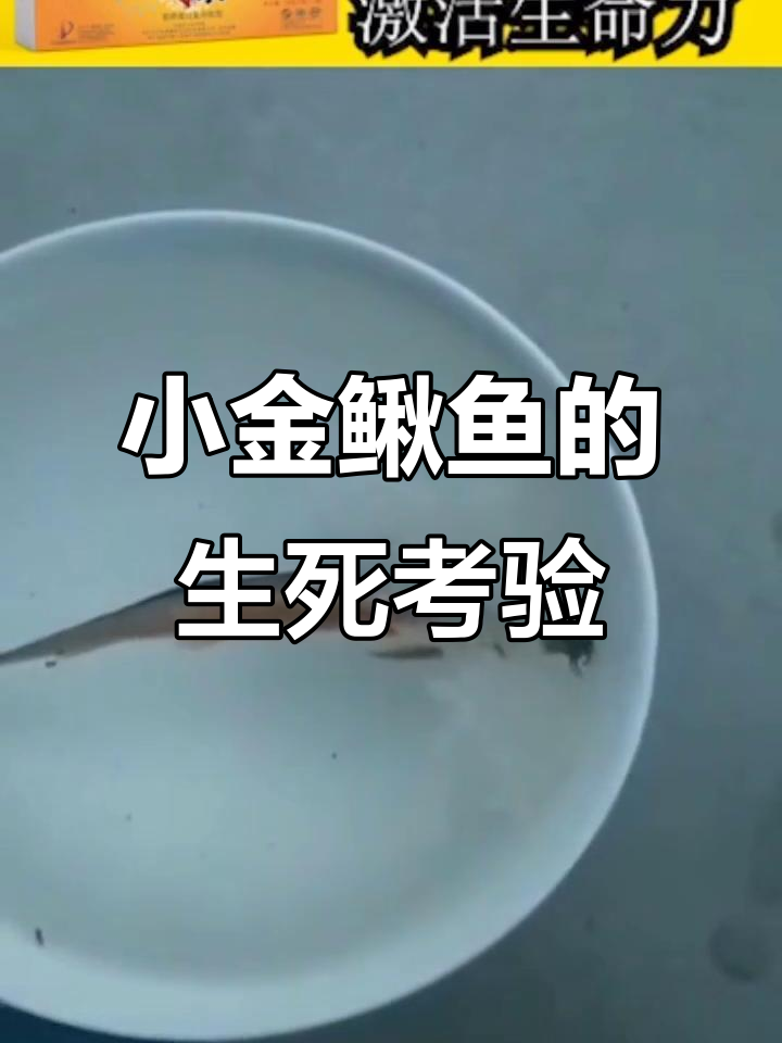 工人食堂实验:小金鳅鱼能否复活?