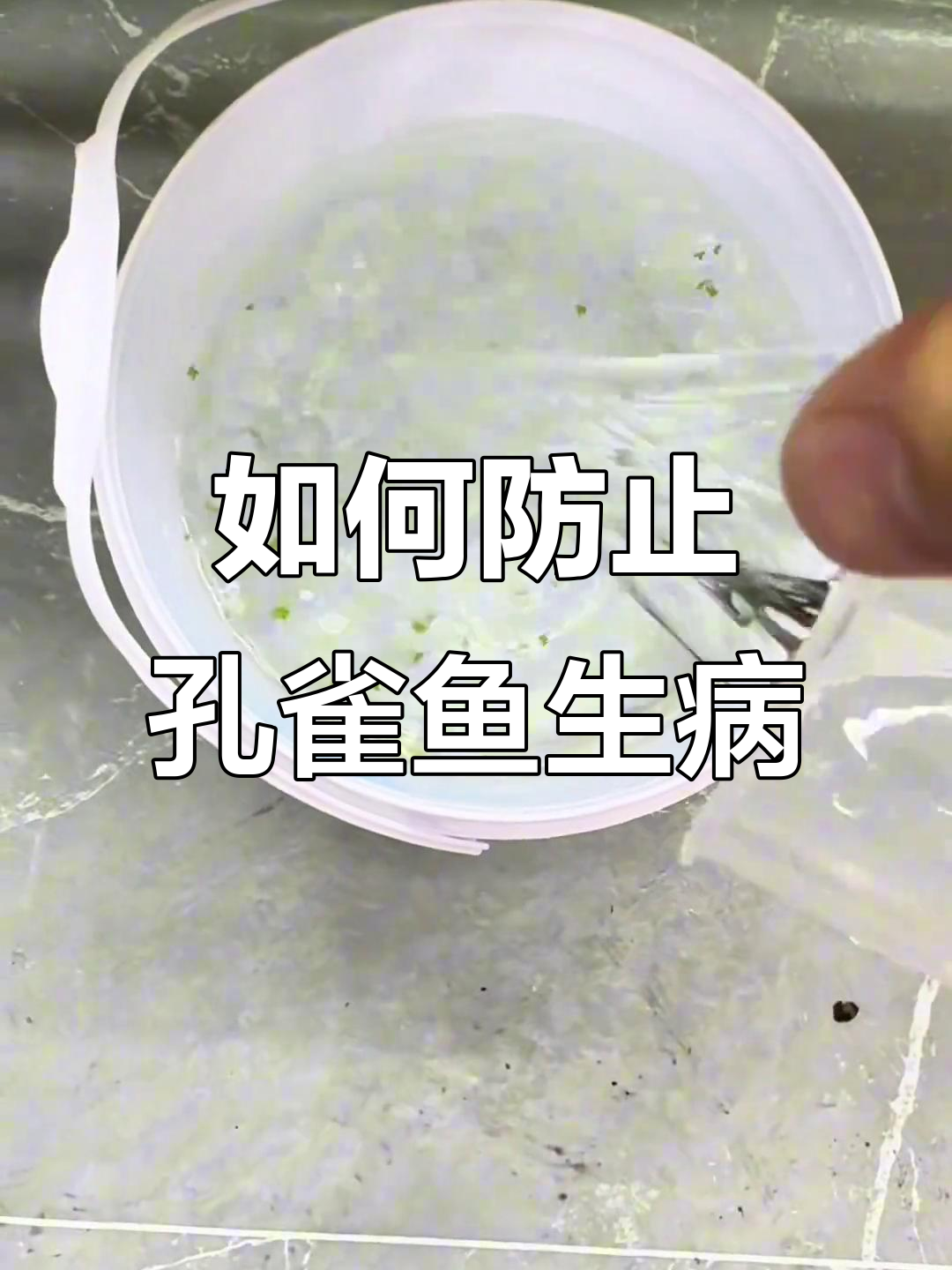 孔雀鱼生宝宝全攻略:如何避免水霉和针尾问题
