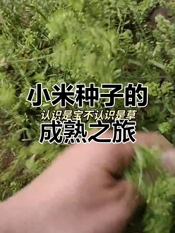 小米种子快熟了,农村的宝贝你认识吗?