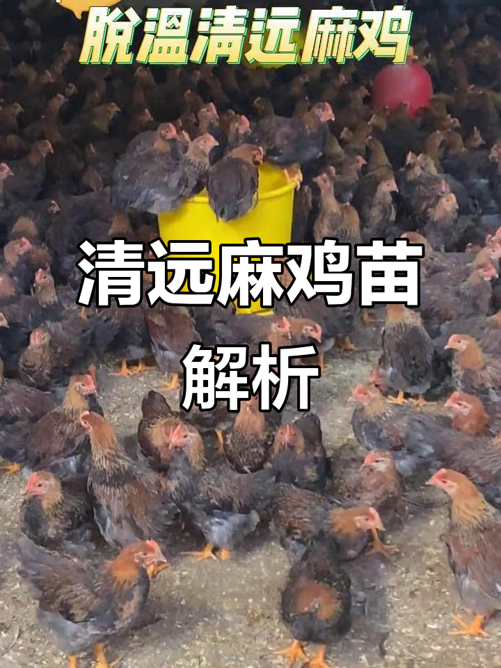 了解清远麻鸡苗,优质养殖选择