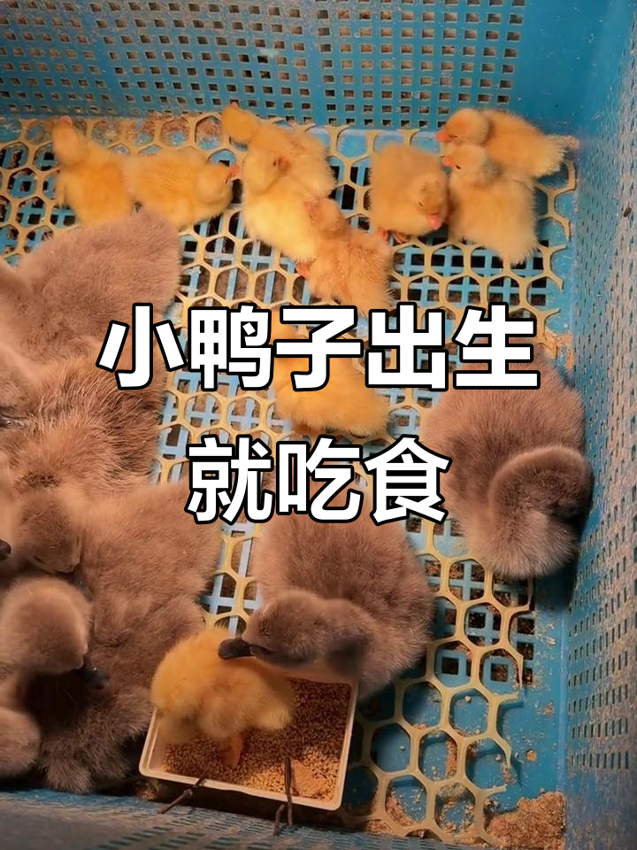 刚孵出的小柯尔鸭,吃饲料超快!