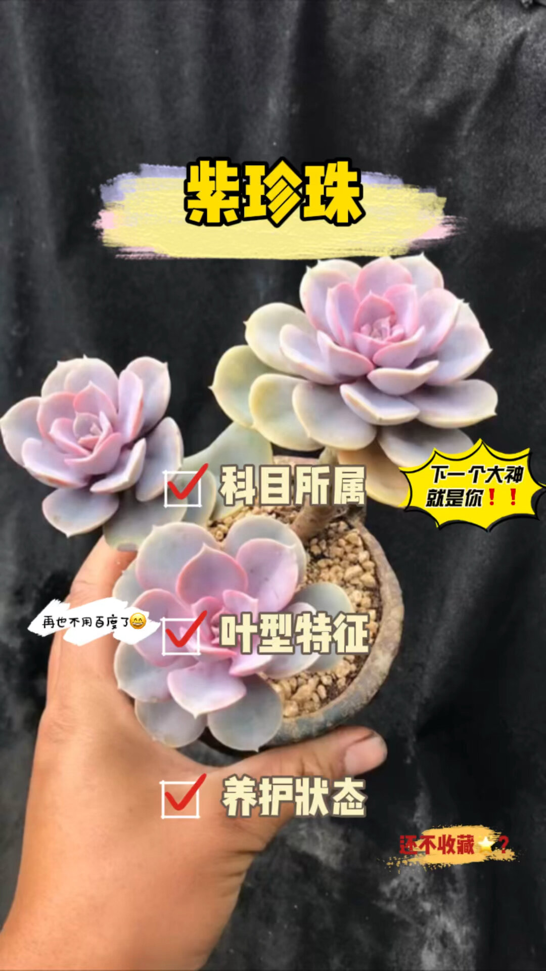 多肉植物:紫珍珠