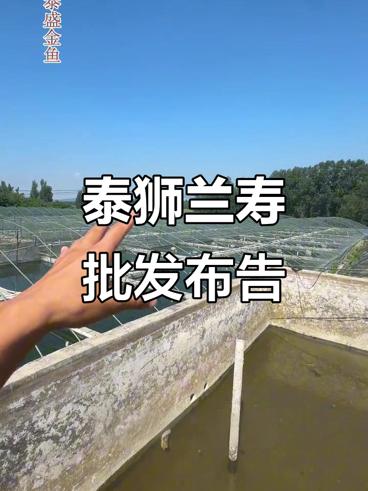 泰狮与兰寿批发合作,苗氏金鱼老厂新路