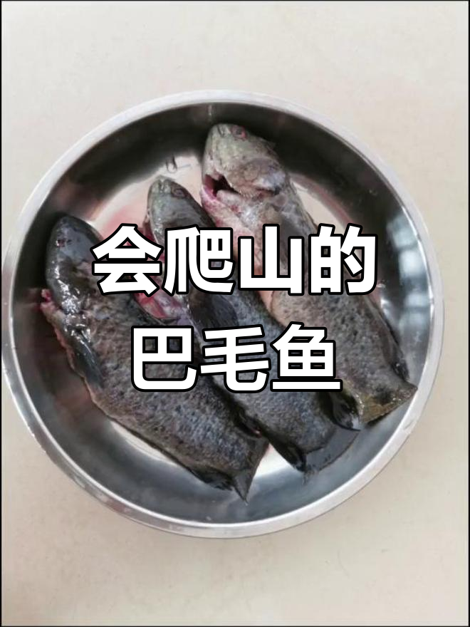 龟壳攀鲈鱼:会走路的神奇鱼类,炖汤口感如何?