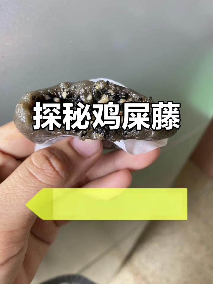 鸡屎藤的秘密,你了解吗?