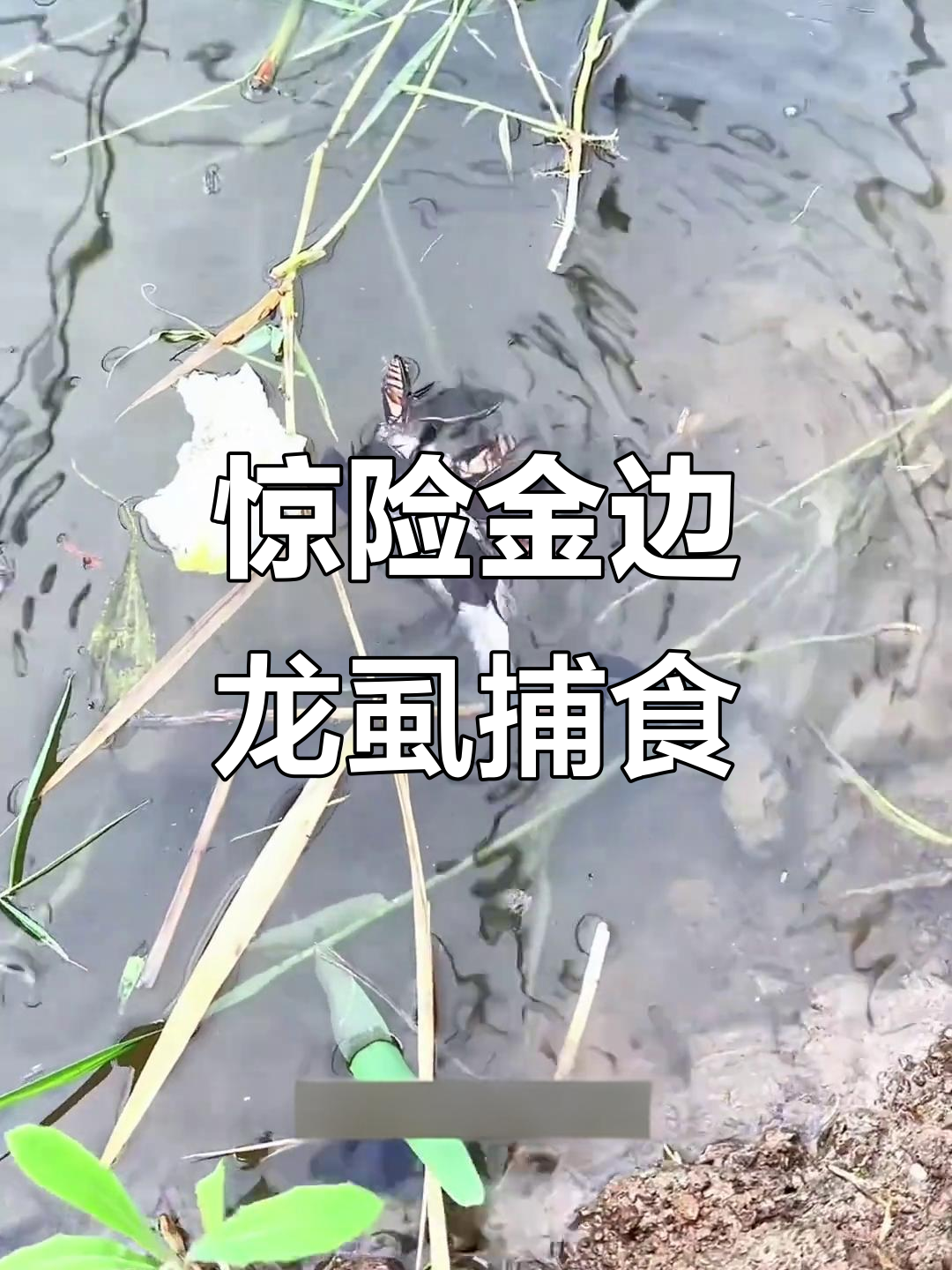 金边龙虱:凶猛昆虫如何捕食小鱼,竟然能吃!