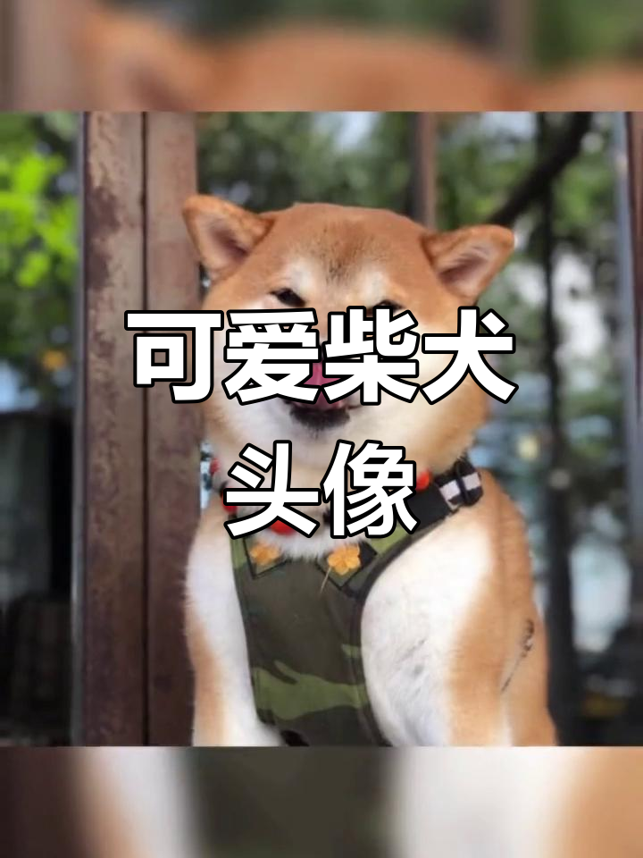 搞笑柴犬头像定制