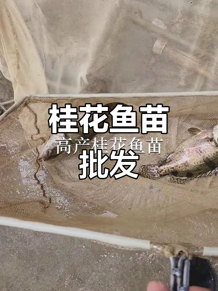桂花鱼苗批发,惠州、深圳多地供应