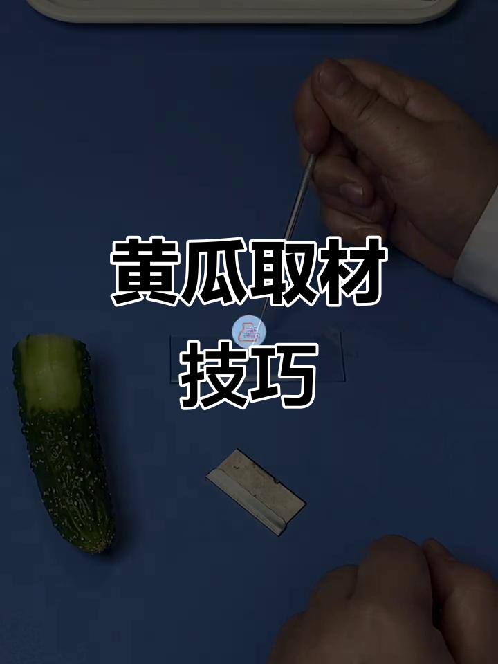 黄瓜取材小技巧,轻松制作果肉细胞临时装片