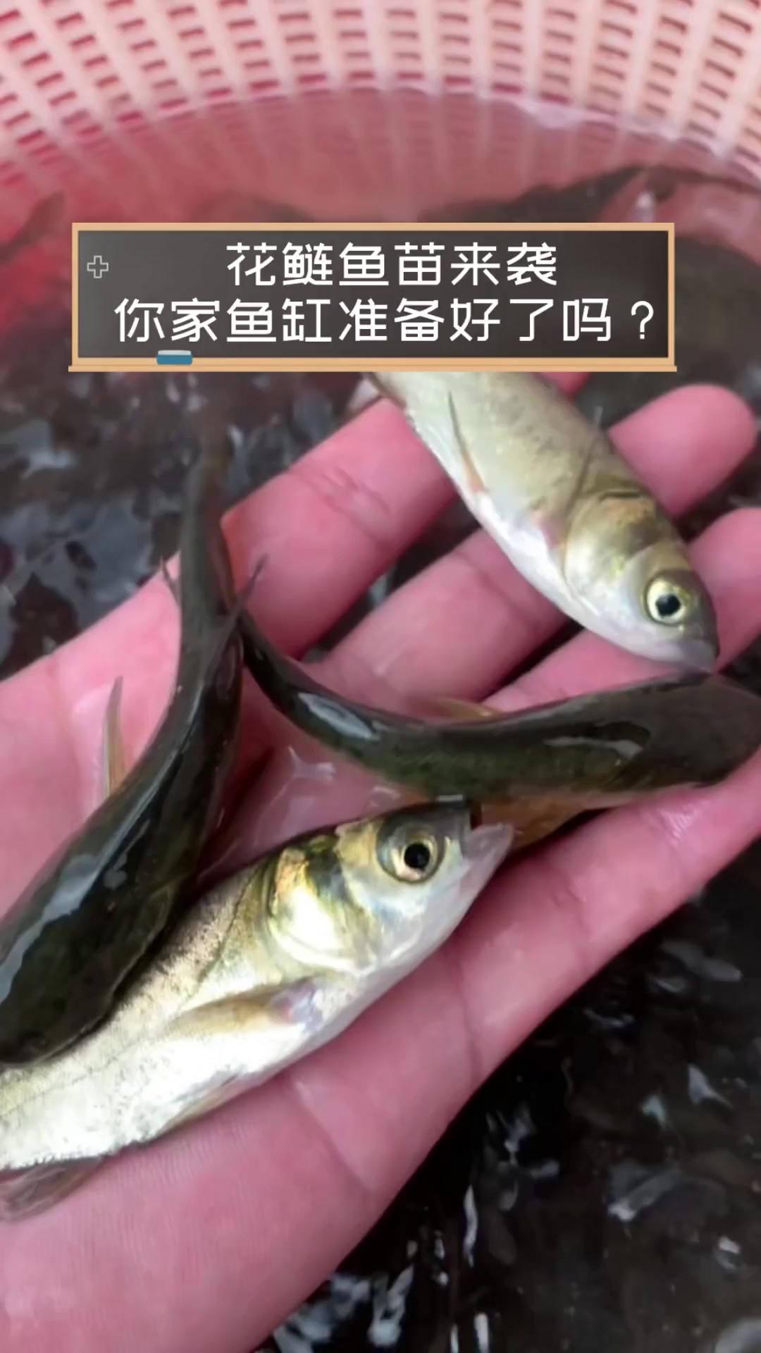 花鲢鱼苗来袭,你家鱼缸准备好了吗?