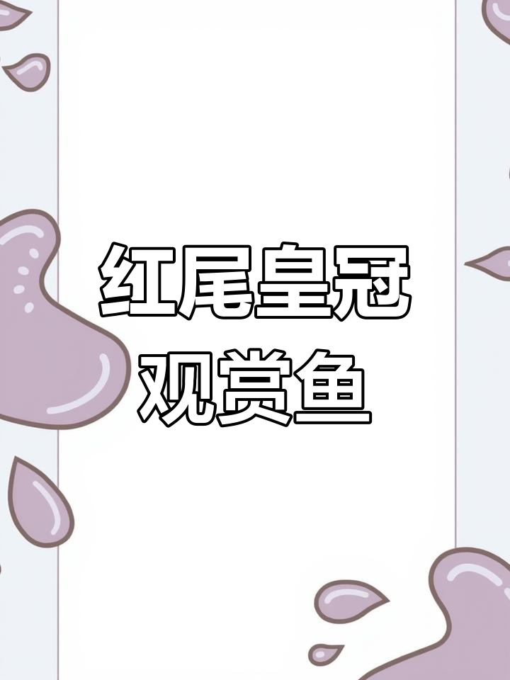 成都水族市场红尾皇冠鱼推荐