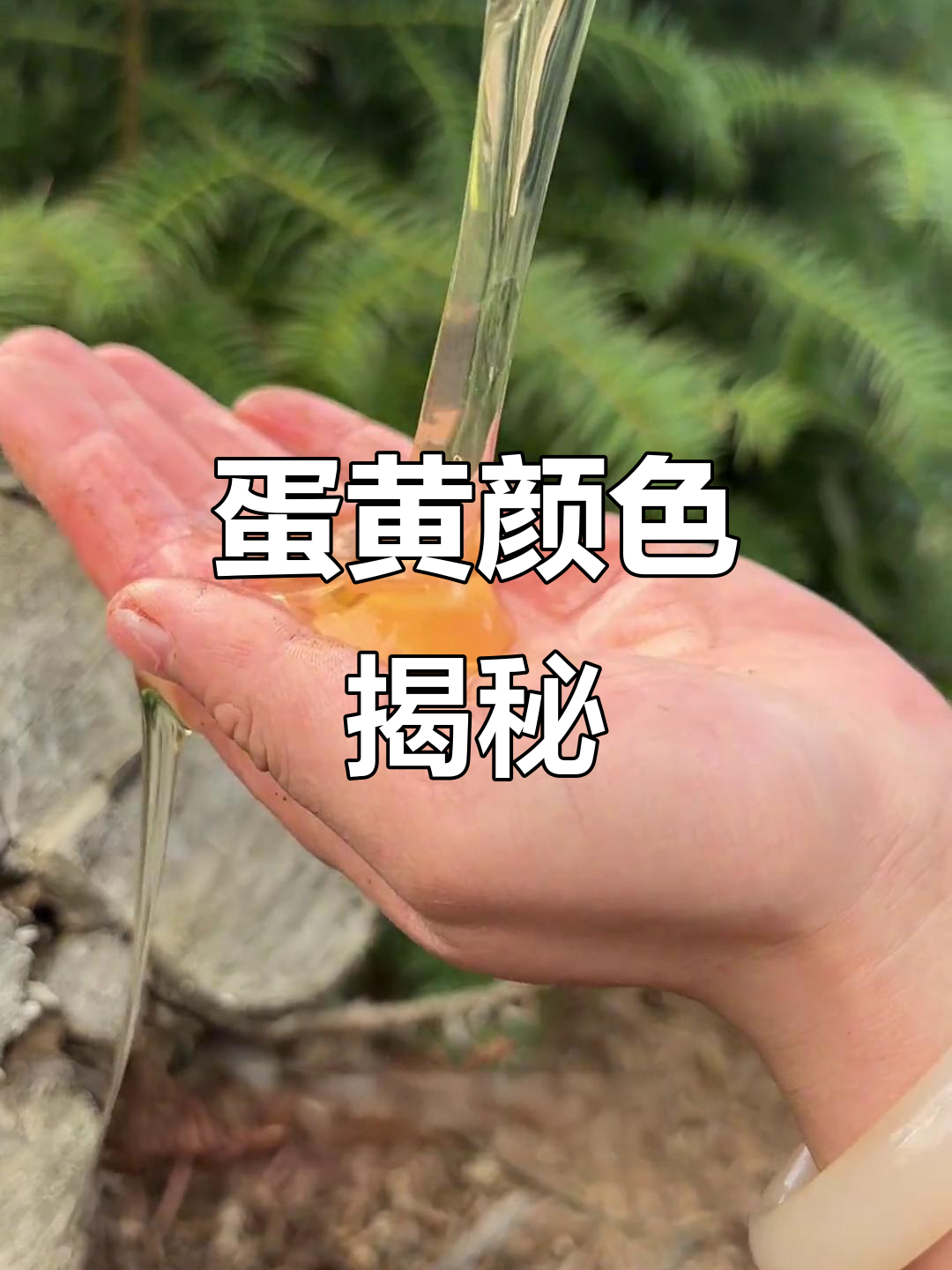 土鸡蛋蛋黄红,其实是饲料成分决定的