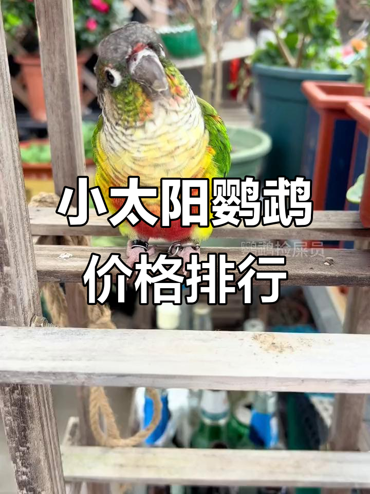 小太阳鹦鹉价格大揭秘,哪个品种最适合你?