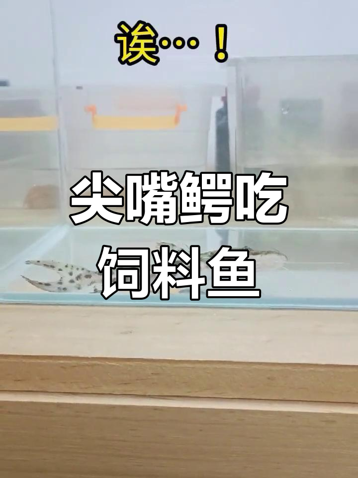 虎皮鸭嘴入缸,七星刀开食