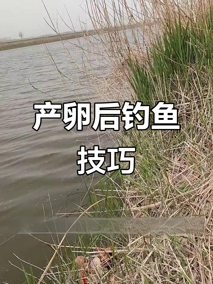 鲫鱼产卵后如何钓?技巧大揭秘