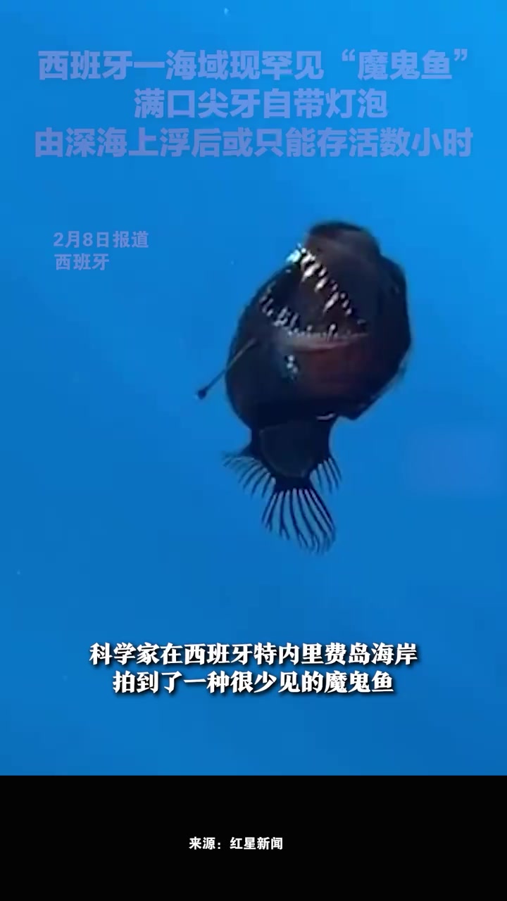 西班牙一海域现罕见“魔鬼鱼”,满口尖牙自带灯泡,由深海上浮后或只能存活数小时
