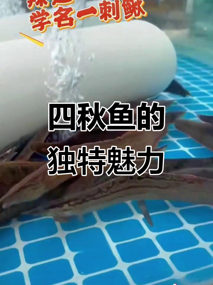 腊锥鱼:稀有美味,石缝中的夜行捕食者