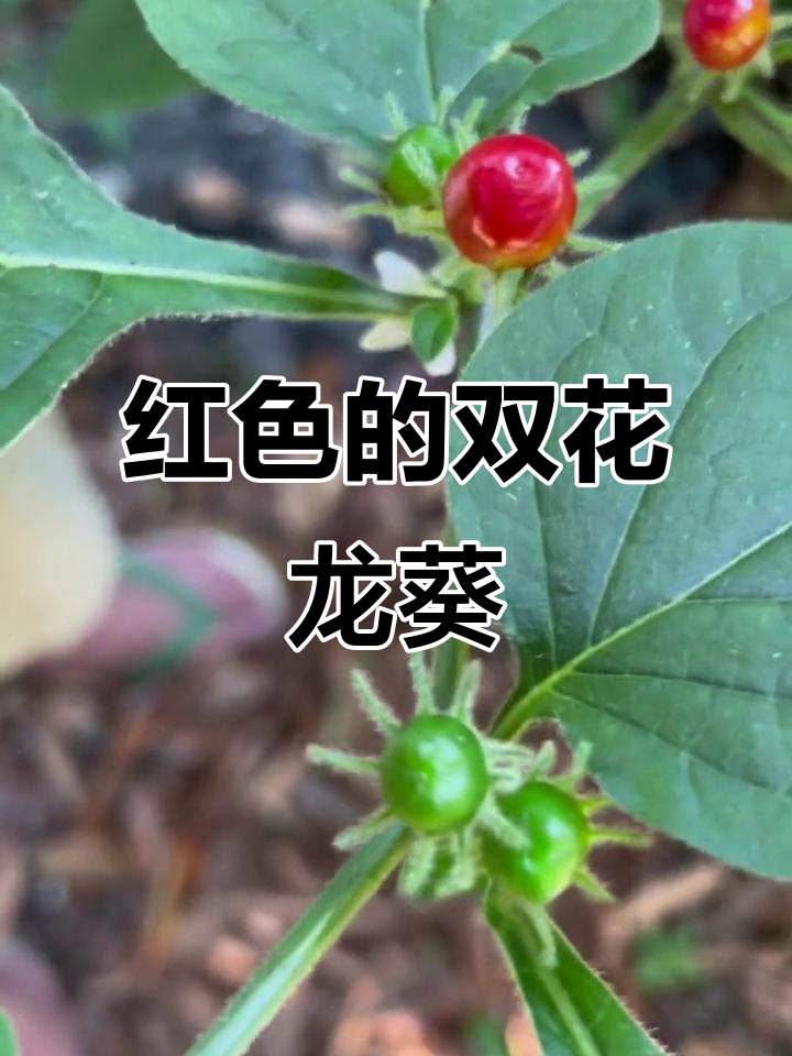 双花龙葵:红色野菜与药草的奇妙结合