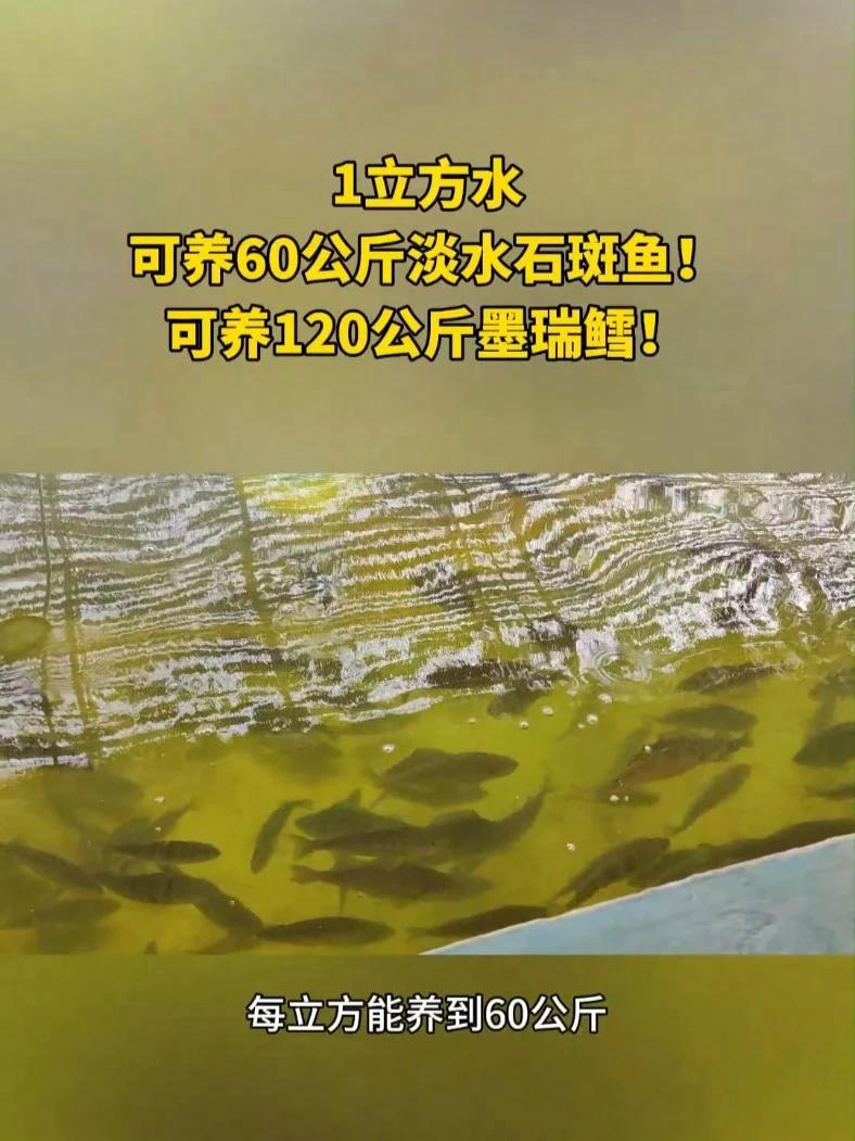 水产前沿走进东营海容循环水淡水鱼养殖车间，一立方水可养淡水石斑鱼60公斤！9月26日-28