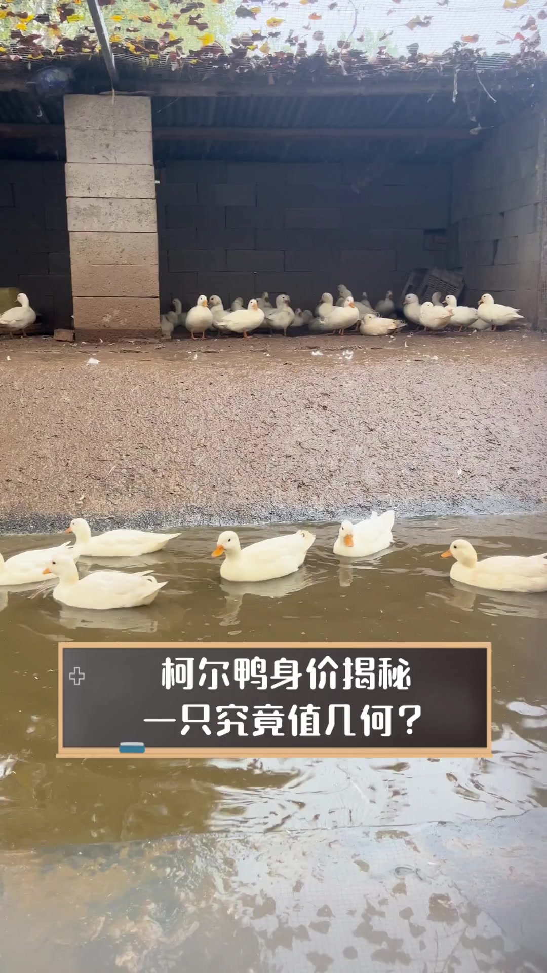 柯尔鸭身价揭秘,一只究竟值几何?