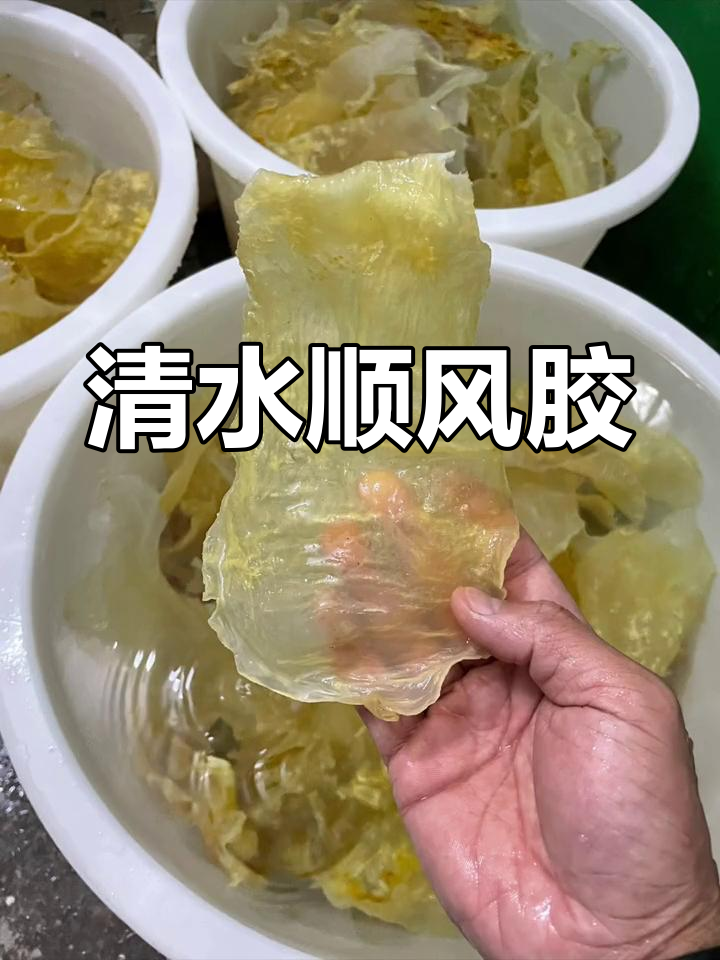 赤嘴鳘鱼胶:顺风肚与斗湖胶的区别
