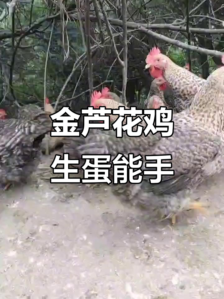 矮脚金芦花鸡，生蛋神器，肉质鲜美