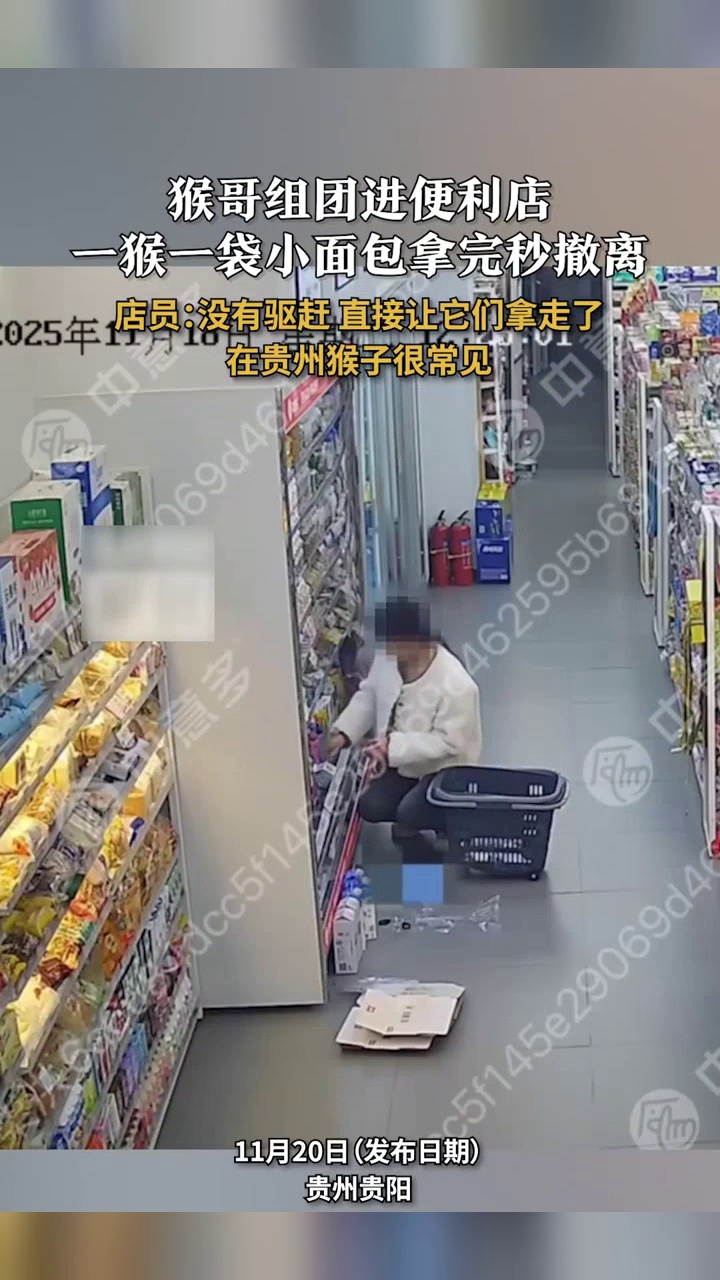 猴哥进便利店组团拿小面包,拿完秒撤离,店员:在贵州猴子很常见