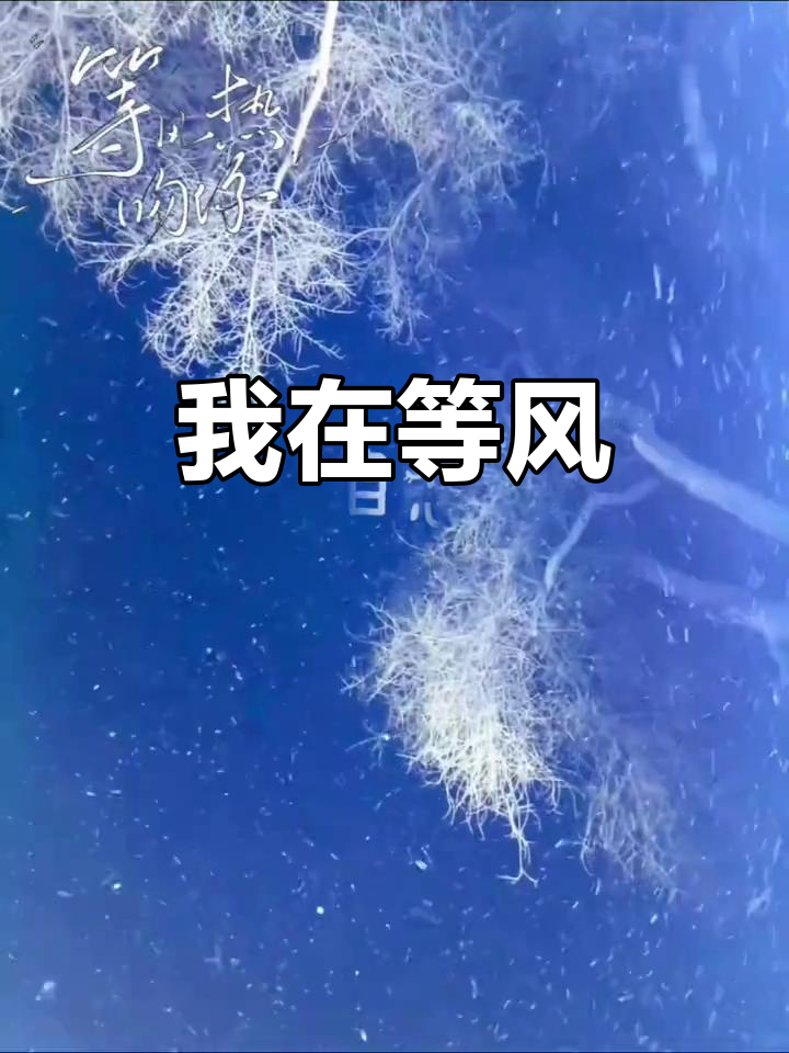等风热吻你,许星纯与付雪梨的故事结局