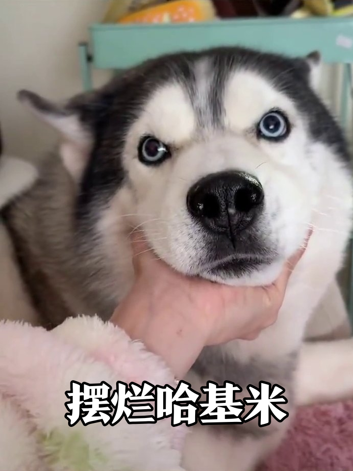 哈士奇被摸肚腩生无可恋，捏脸秒变表情包萌翻了