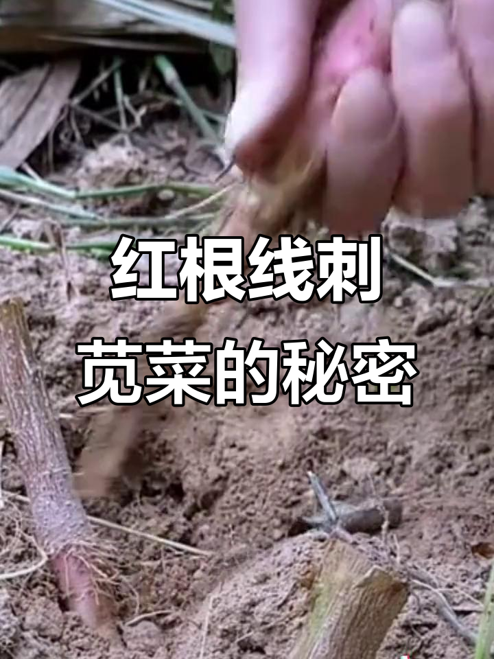 刺苋菜:河边沙土中的宝藏,根块大又粗