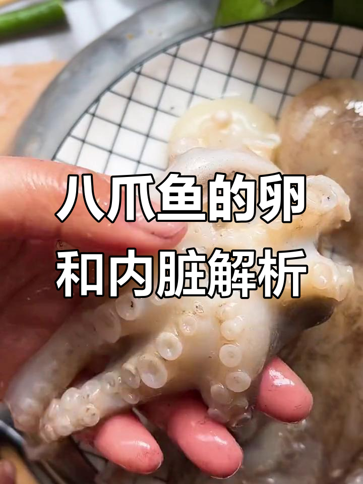 八爪鱼头部的秘密:哪些能吃,哪些不能?