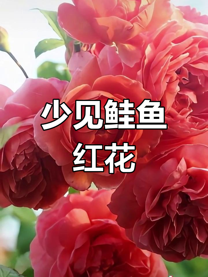 鲑鱼红月季,庭院必备的美丽灌木