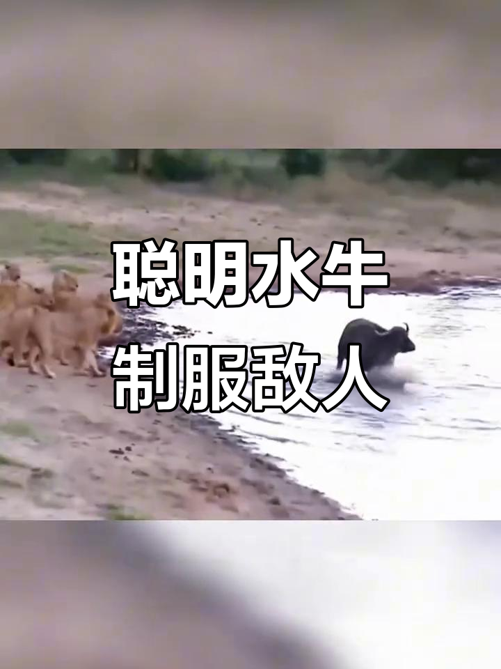 水牛勇斗群敌,飞鱼转身吓退狮子