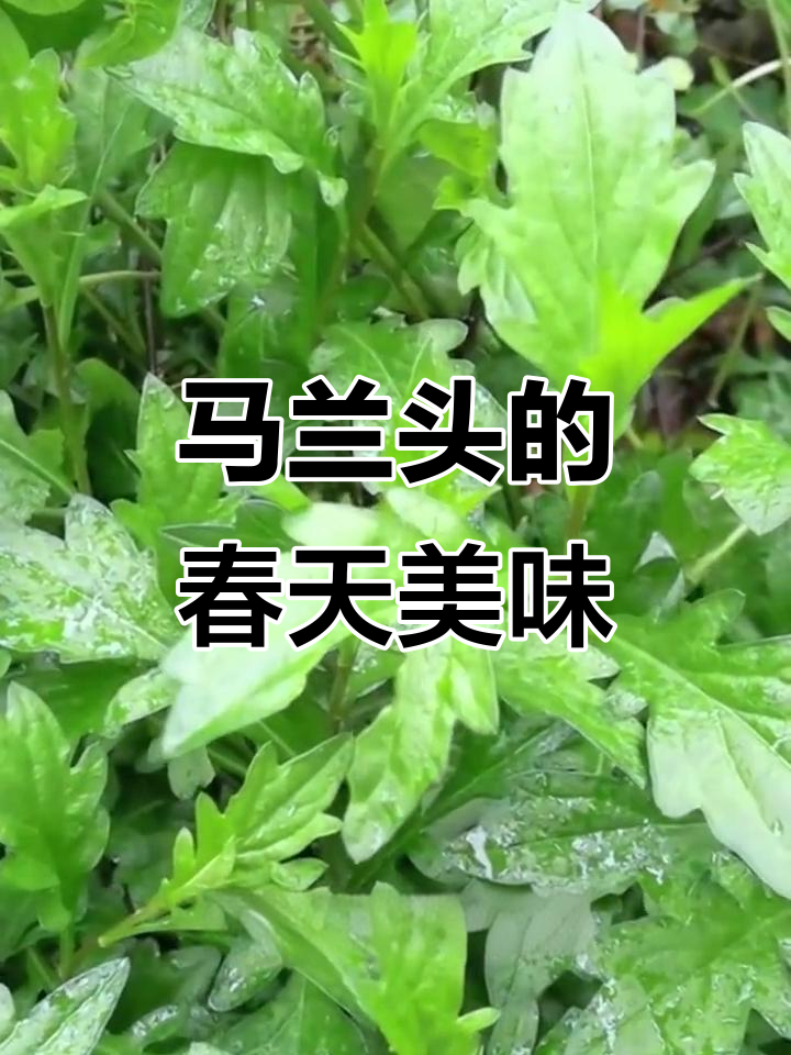 春耕时节,马兰头野菜采摘大揭秘