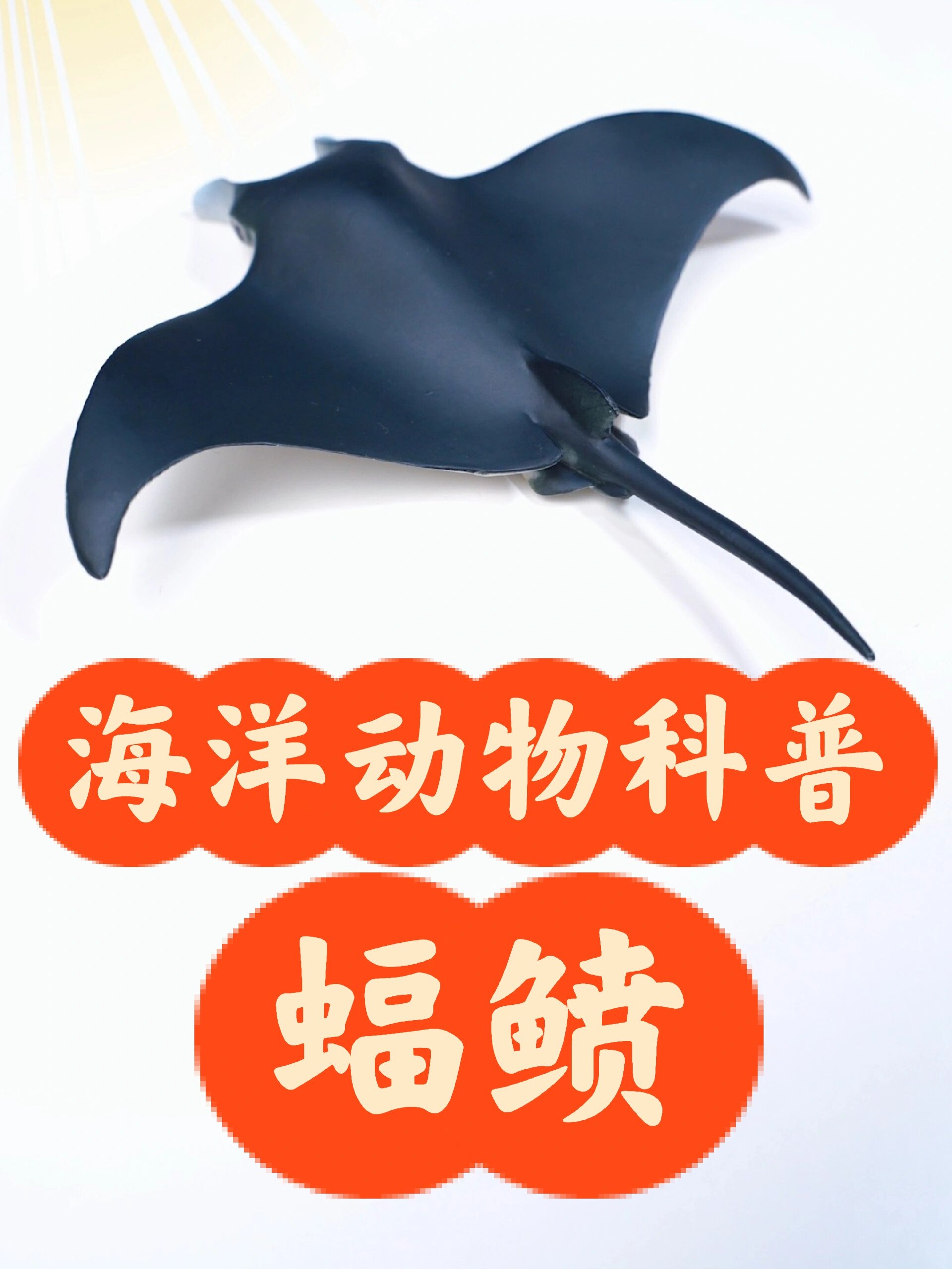 海洋动物科普——蝠鲼