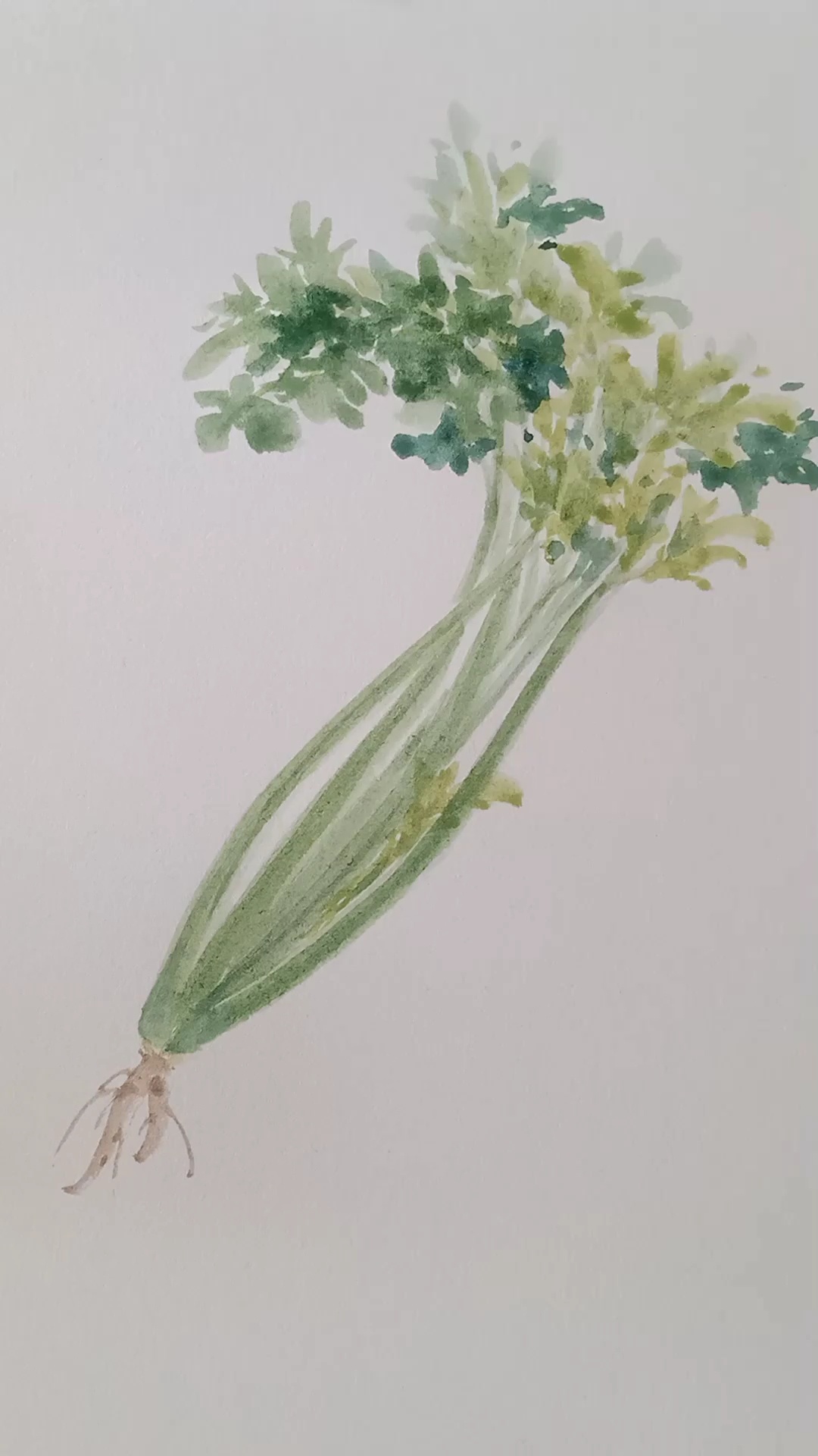 芹菜的画法
