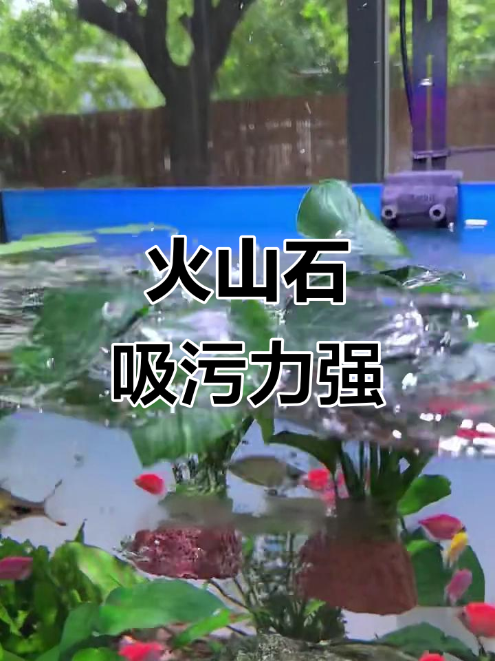 火山石水溶:鱼缸里的吸粪神器,轻松净化水质