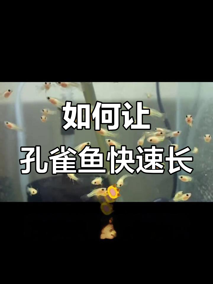 孔雀鱼生长关键阶段喂食技巧,助你养出健康大尾巴