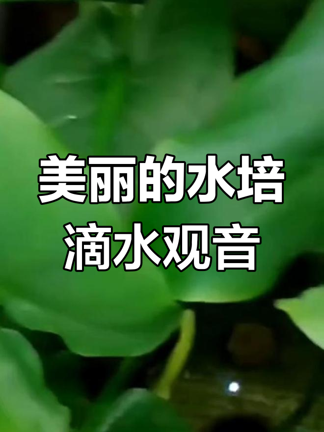 水培滴水观音,清澈水中养鱼虾,安全又美观
