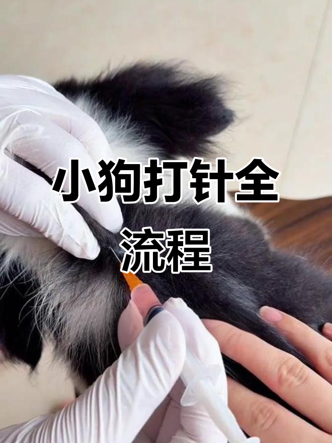 在家给小狗打疫苗的正确步骤,轻松学会皮下注射技巧