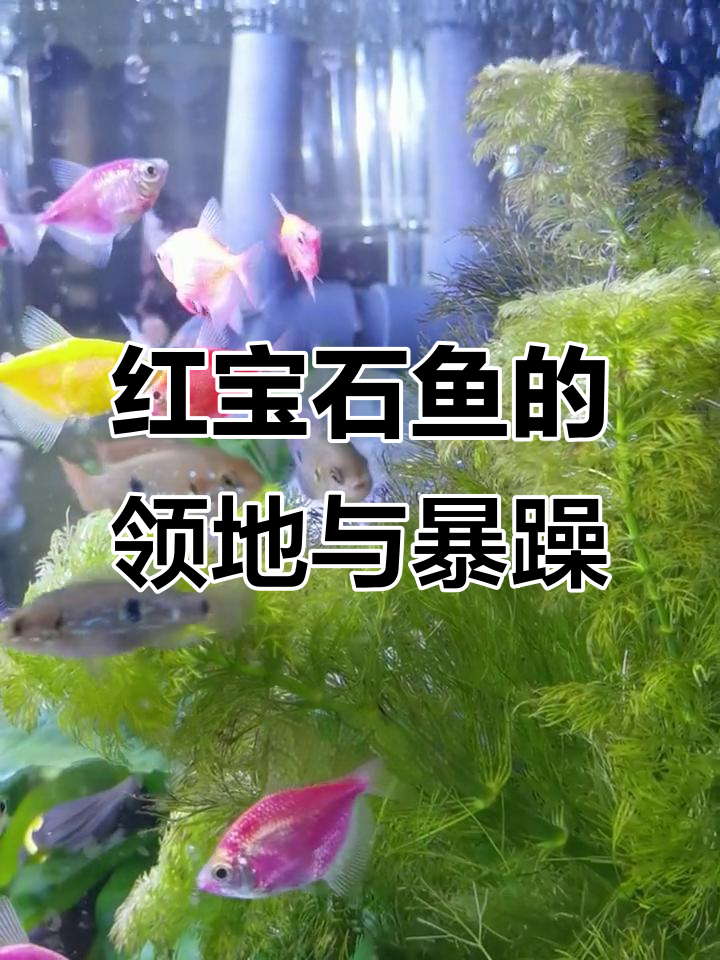 红宝石鱼领地意识强,繁殖期攻击性强,需隔离或混大体型鱼