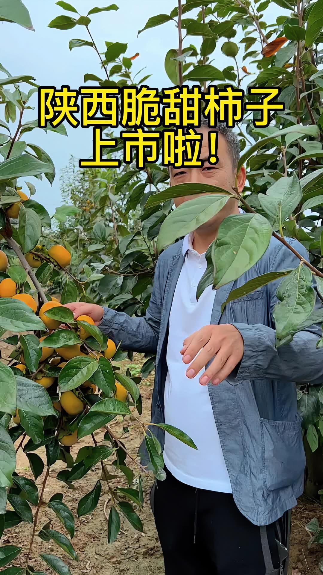 树上摘下来就可以直接吃的柿子,很多人说还没见过 柿子