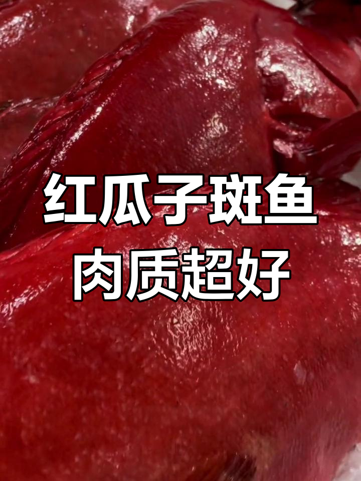 稀有斑鱼红瓜子,肉质鲜嫩滑口,性价比超高