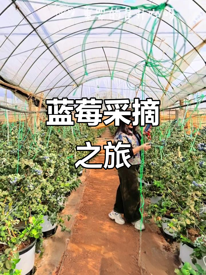 云南蓝莓园,亲手采摘品尝,乐趣无穷!