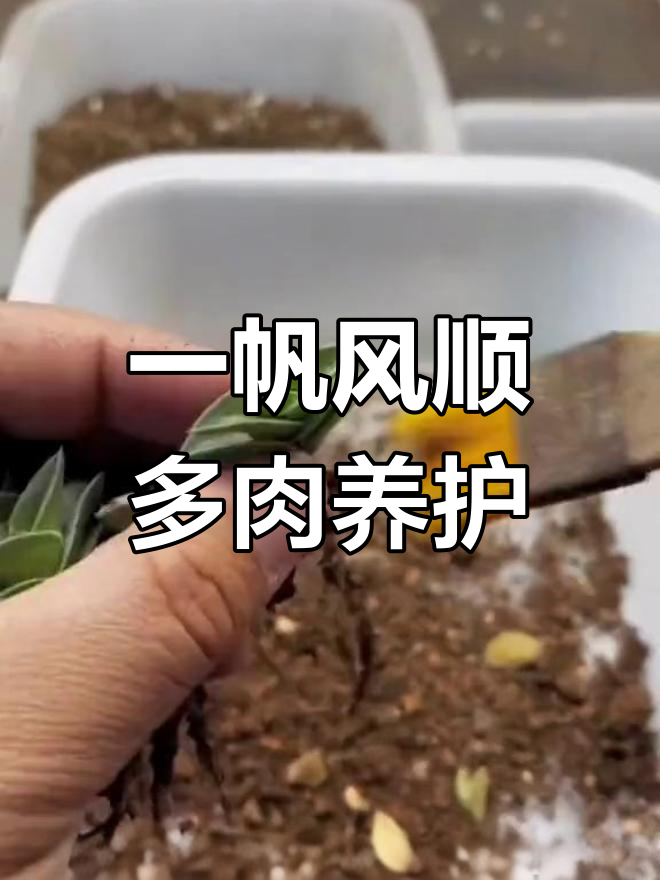 一帆风顺多肉养护全攻略,轻松掌握水光管理