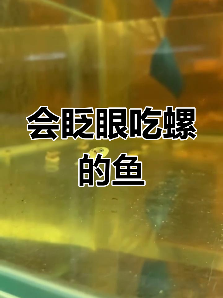 巧克力娃娃:螺的天敌,会眨眼的神秘鱼