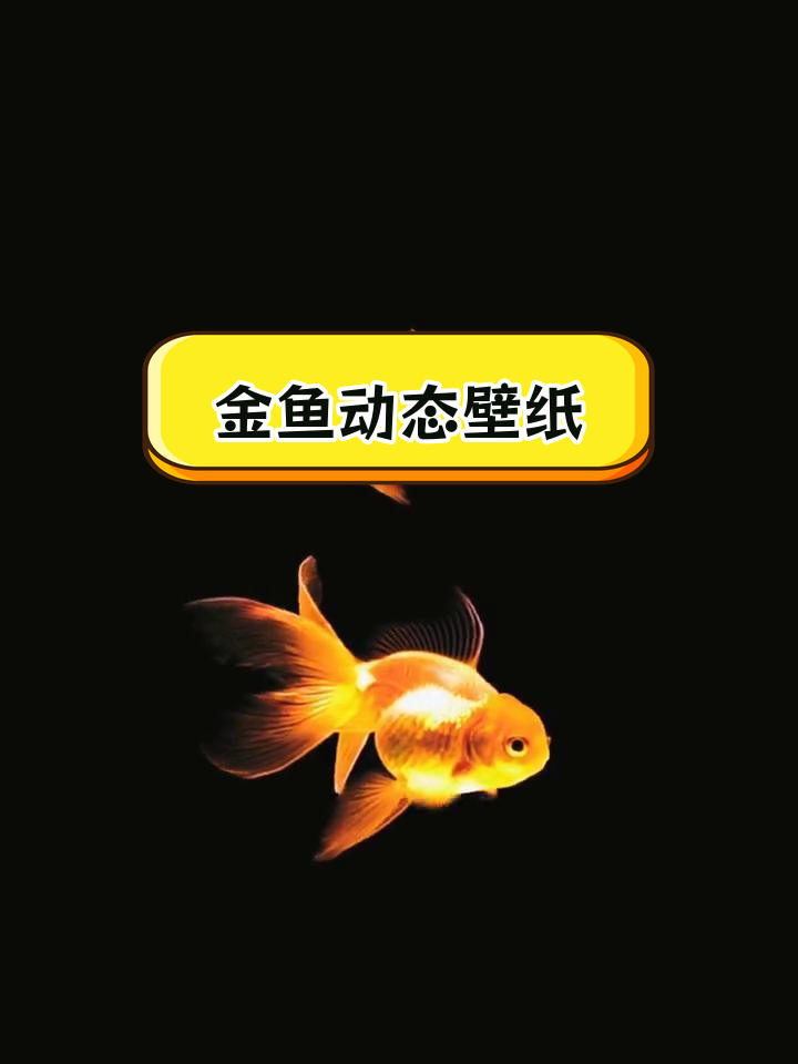 动态金鱼壁纸,轻松设置