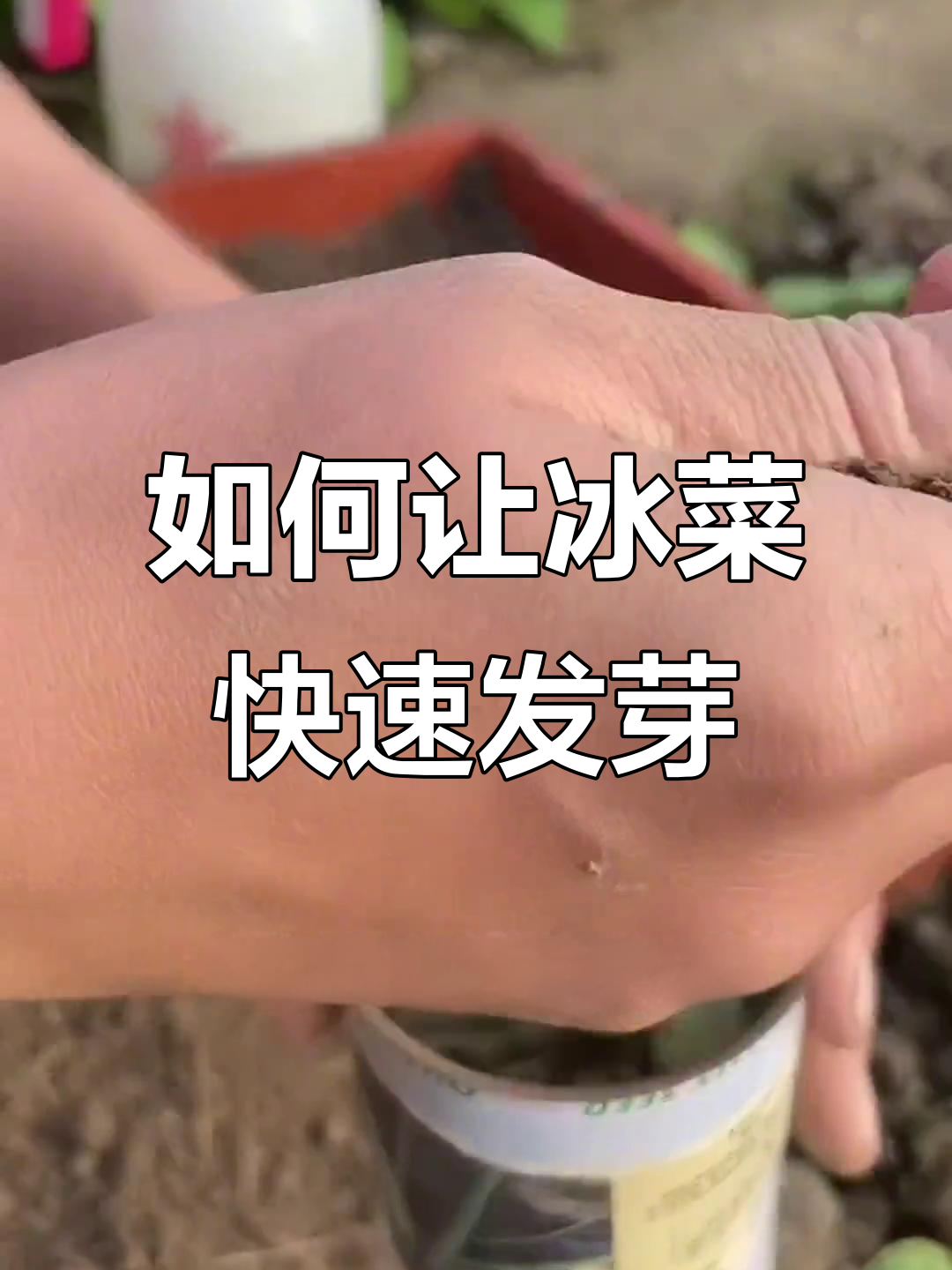 冰菜种子如何快速发芽?教你简单步骤,轻松种出美味蔬菜
