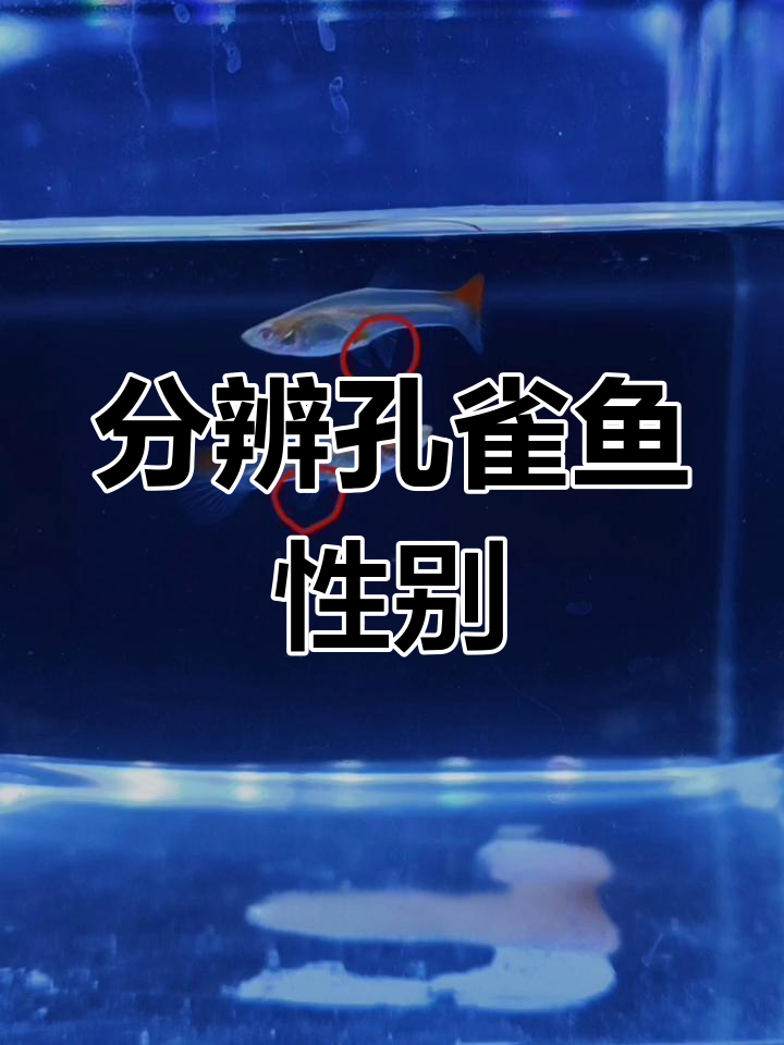 孔雀鱼苗分缸技巧:公母区分法