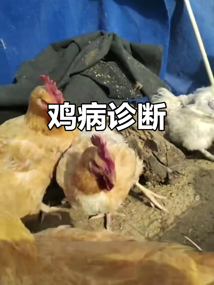 鸡走路不稳,食欲减退,可能是滑液囊支原体感染了